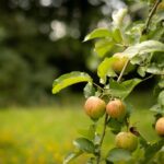 Apfelbaum